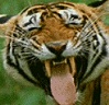 svns avatar