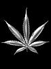 Bonexs avatar