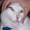 Mjau-Mjaus avatar