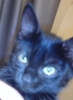 fjoxxas avatar