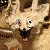 kerfuffles avatar